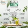 GREENUSH NATURAL Giloy Powder 100g | Pure Tinospora Cordifolia (Guduchi) | Organic Amruthavalli Podi | Natural Detox & Wellness Support | Preservative-Free Ayurvedic Herb Powder view 4