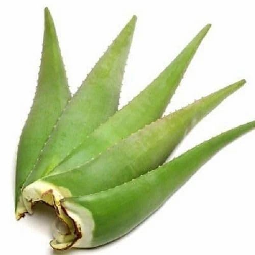 5 Aloe Vera Leaves Aloe Vera Ki Fresh Patti Green Organic Direct from Village Farm.