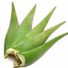 5 Aloe Vera Leaves Aloe Vera Ki Fresh Patti Green Organic Direct from Village Farm. view 1