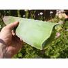 5 Aloe Vera Leaves Aloe Vera Ki Fresh Patti Green Organic Direct from Village Farm. view 2
