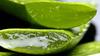 5 Aloe Vera Leaves Aloe Vera Ki Fresh Patti Green Organic Direct from Village Farm. view 3