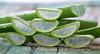 5 Aloe Vera Leaves Aloe Vera Ki Fresh Patti Green Organic Direct from Village Farm. view 4