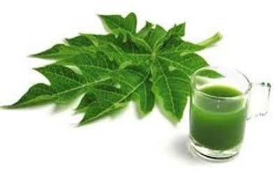 Fresh Papaya Leaves, Natural Green Organic Papaya Leaves Natural Ayurvedic Herbs for Immunity Boost | Beauty & Skin Cleanser | Herbal Detox| Digestion| Best in Dengue,100g