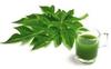 Fresh Papaya Leaves, Natural Green Organic Papaya Leaves Natural Ayurvedic Herbs for Immunity Boost | Beauty & Skin Cleanser | Herbal Detox| Digestion| Best in Dengue,100g view 1