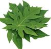 Fresh Papaya Leaves, Natural Green Organic Papaya Leaves Natural Ayurvedic Herbs for Immunity Boost | Beauty & Skin Cleanser | Herbal Detox| Digestion| Best in Dengue,100g view 3