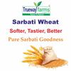 Trueway Farms Organic Sharbati Wheat (Gehu) 18.5kg (Pack of 10, Each pack 1.85kg) | Stone Ground Whole Wheat, Low Gluten & Chemical-Free | Naturally Grown in MP for Soft Roti & Chakki Atta view 3