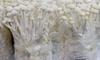 Enoki Mushroom Liquid Culture  Flammulina filiformis  10ml Sterile Syringe  FastColonizing Mycelium for Grain, Sawdust, or Log Cultivation view 3