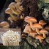 Enoki Mushroom Liquid Culture  Flammulina filiformis  10ml Sterile Syringe  FastColonizing Mycelium for Grain, Sawdust, or Log Cultivation view 4