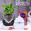 FlowerAura Premium Rakhi For Brother Combo Include Blue Beaded Evil Eye Rakhi With Chocolate Box & Live Indoor Money Plant In Pot & Roli Chawal Set - Rakhi Gift For Brother, Bhai (Same Day Delivery) view 1