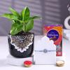 FlowerAura Premium Rakhi For Brother Combo Include Blue Beaded Evil Eye Rakhi With Chocolate Box & Live Indoor Money Plant In Pot & Roli Chawal Set - Rakhi Gift For Brother, Bhai (Same Day Delivery) view 2