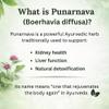 Ayurcaps Punarnava 500mg (60 Veg Capsules) | Ayurvedic Kidney And Liver Support Supplement | Helps Maintain Healthy Fluid Balance | Plant-based | No Added Preservatives (Pack of 1) view 2