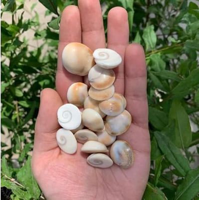 21 Pcs Original Gomti Chakra for Pooja, Wallet & Vastu | Natural Gomati Chakra Stones for Good Luck, Wealth, Protection & Prosperity | Spiritual Puja Items Set
