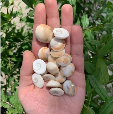 21 Pcs Original Gomti Chakra for Pooja, Wallet & Vastu | Natural Gomati Chakra Stones for Good Luck, Wealth, Protection & Prosperity | Spiritual Puja Items Set