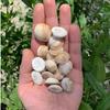 21 Pcs Original Gomti Chakra for Pooja, Wallet & Vastu | Natural Gomati Chakra Stones for Good Luck, Wealth, Protection & Prosperity | Spiritual Puja Items Set view 1