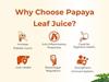 Papaya Leaf Juice 500ml | Pure Herbal Fresh Papaya Leaves Extract | Ayurvedic Immunity Booster & Platelet Support | Sugar-Free Natural Health Juice | Shrimants Papaya Leaf view 3