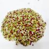 Aplenty Khus Mix Sounf | Khas Mixed Sweet Saunf Mouth Freshener | Seeds and Nuts Mukhwas | Natural Refereshing After Meal Mukhawas (800G) view 3