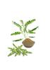 EARTHESSENCE Bhumi Amla Powder, Natural Herbal Supplement, Wild Variety, Premium Grade, 100g, for Immunity & Hair Growth view 4