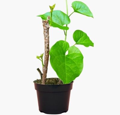 Giloy/Giloy plant/Neem Tree Guruch fresh stems Neem Tree Grown - 12 Stems of 7 Inches ( ) Count- (15)