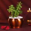FlowerAura Premium Diwali Gift Box of Live Jade Plant, Kaju Katli, Set of 2 Diya Urli | Corporate Gifting | Tradational Diwali Gift For Relatives & Friends view 2