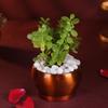 FlowerAura Premium Diwali Gift Box of Live Jade Plant, Kaju Katli, Set of 2 Diya Urli | Corporate Gifting | Tradational Diwali Gift For Relatives & Friends view 3