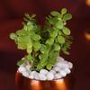 FlowerAura Premium Diwali Gift Box of Live Jade Plant, Kaju Katli, Set of 2 Diya Urli | Corporate Gifting | Tradational Diwali Gift For Relatives & Friends view 4