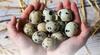 Fresh Quail Eggs | Pack of 24 eggs | Baer ke ae |    |   |   | High Protein & Nutrition-Rich | 100% Farm Fresh. view 4