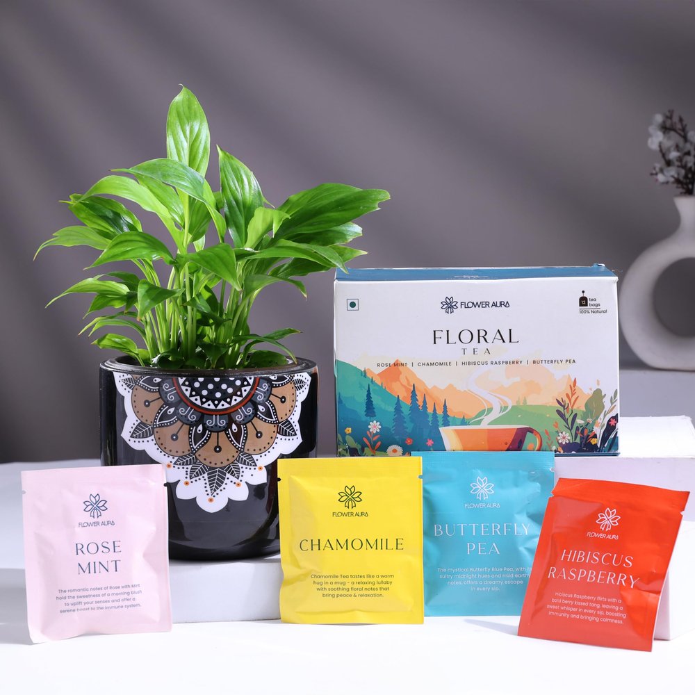 FlowerAura Air Purify Live Peace Lily Plant In Terracotta Pot With Floral Tea For Home & Office Decor, Christmas Gift, New Year Gift, Wedding Gift, Anniversary Gift & Birthday Gift (Same Day Delivery)