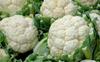 Aadi16's Premium Dried Cauliflower Florets Vegetable, Low Calorie, High Fiber, well dressed Ready to Cook or Fry, Pack of 180gm (Prepare from 10 nos cauli flowers) view 1