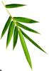 Aadi16's Natural Bamboo Leaf Tea, Herbal Infusion with Silica and Antioxidants, Wellness Blend, 90g Pack (Very Light Weight, Means High Volume Quantity) view 2