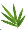 Aadi16's Natural Bamboo Leaf Tea, Herbal Infusion with Silica and Antioxidants, Wellness Blend, 90g Pack (Very Light Weight, Means High Volume Quantity) view 3
