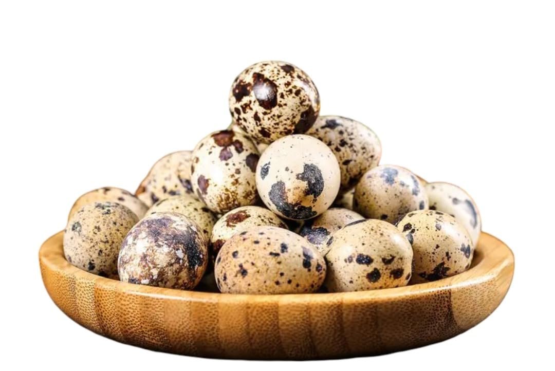 Fresh Quail Eggs | Pack of 36 eggs | Baer ke ae | | | | High Protein & Nutrition-Rich | 100% Farm Fresh.