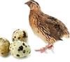 Fresh Quail Eggs | Pack of 36 eggs | Baer ke ae |    |   |   | High Protein & Nutrition-Rich | 100% Farm Fresh. view 3