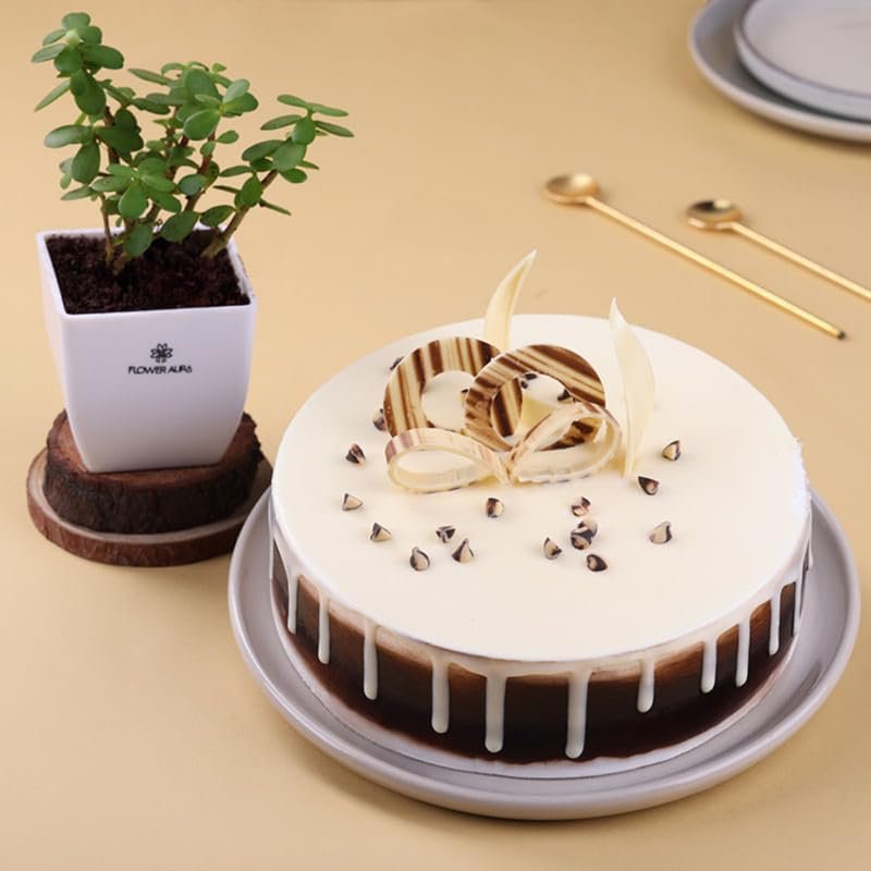 FlowerAura Premium Combo of Air Purify Jade Indoor Plant In Plastic Pot With Delicious 500g Black Forest Cake For Birthday | Anniversary | Valentine's Day | New Year | Christmas (Same Day Delivery)