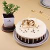 FlowerAura Premium Combo of Air Purify Jade Indoor Plant In Plastic Pot With Delicious 500g Black Forest Cake For Birthday | Anniversary | Valentine's Day | New Year | Christmas (Same Day Delivery) view 1
