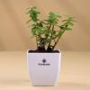 FlowerAura Premium Combo of Air Purify Jade Indoor Plant In Plastic Pot With Delicious 500g Black Forest Cake For Birthday | Anniversary | Valentine's Day | New Year | Christmas (Same Day Delivery) view 2
