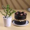 FlowerAura Premium Combo of Air Purify Jade Indoor Plant In Plastic Pot With Delicious 500g Chocolate Cake For Birthday | Anniversary | Valentine's Day | New Year | Christmas (Same Day Delivery) view 1