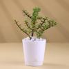 FlowerAura Premium Combo of Air Purify Jade Indoor Plant In Plastic Pot With Delicious 500g Chocolate Cake For Birthday | Anniversary | Valentine's Day | New Year | Christmas (Same Day Delivery) view 3